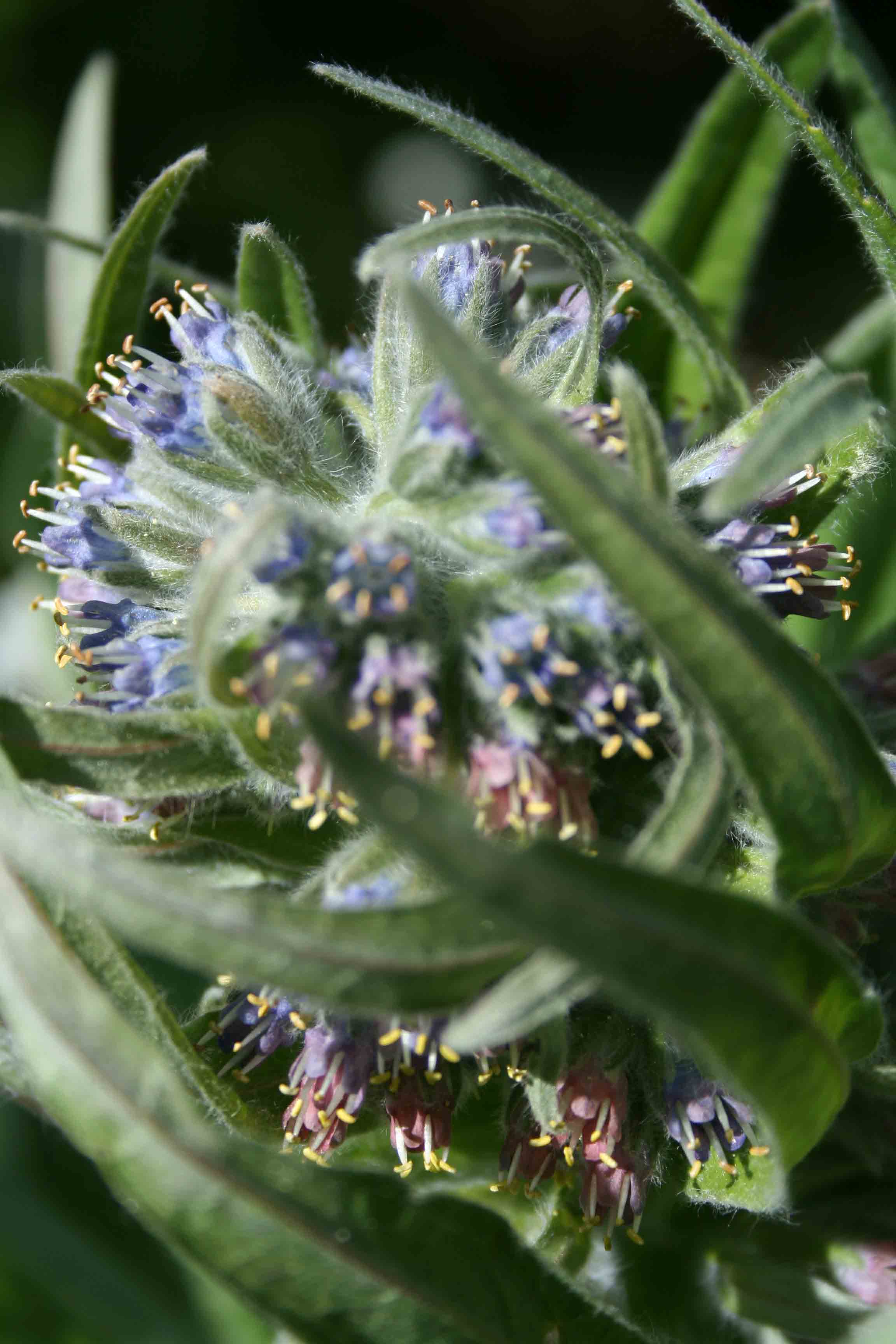 Abruzzo - Cynoglossum apenninum e Cynoglossum magellense